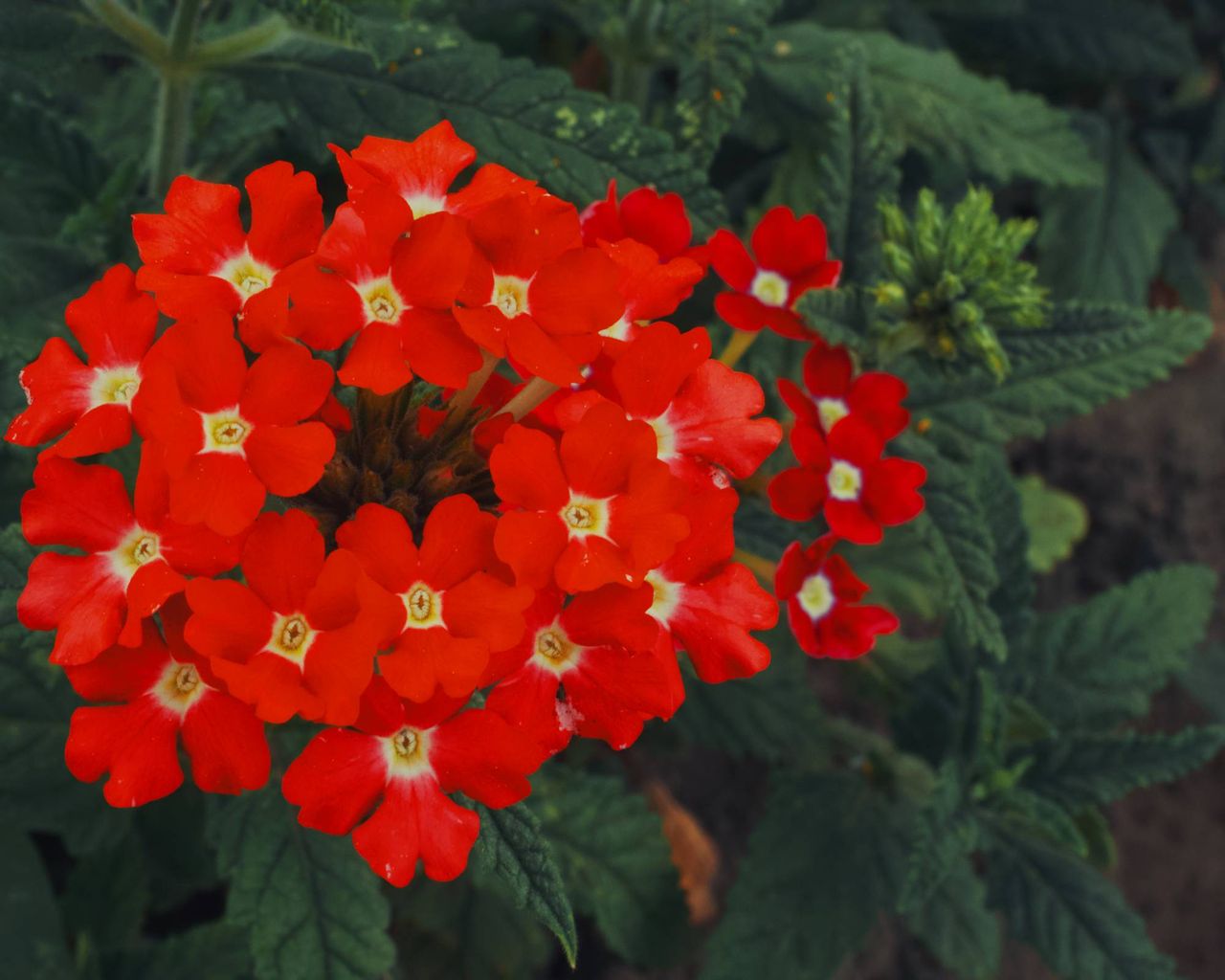 Red verbena flowers