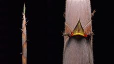 a shoot of the enigmatic bamboo species henon bamboo which flowers once every 120 years