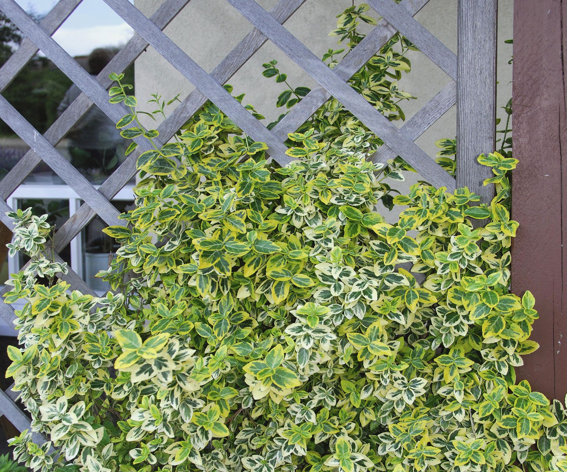 Best climbing plants for the front of the house 10 expert picks Homes & Gardens