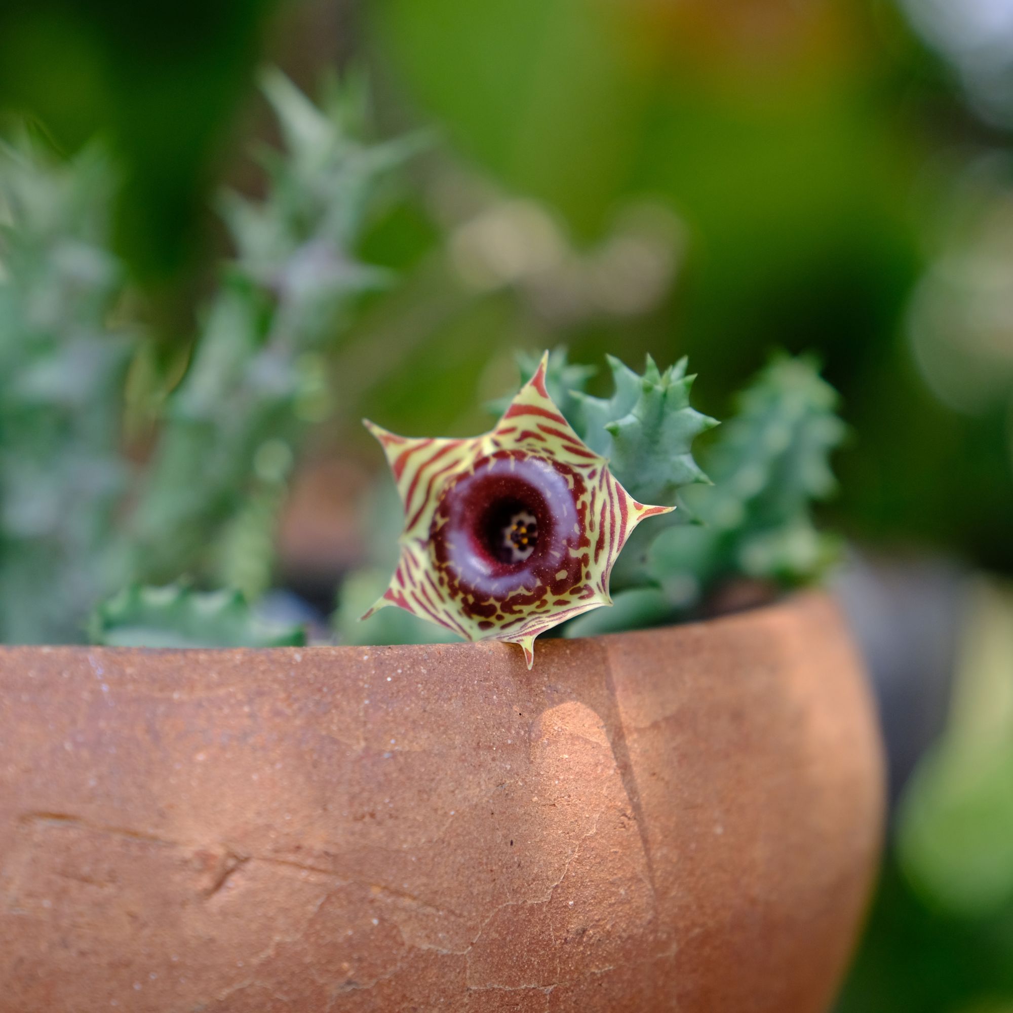 Huernia flower growing in pot