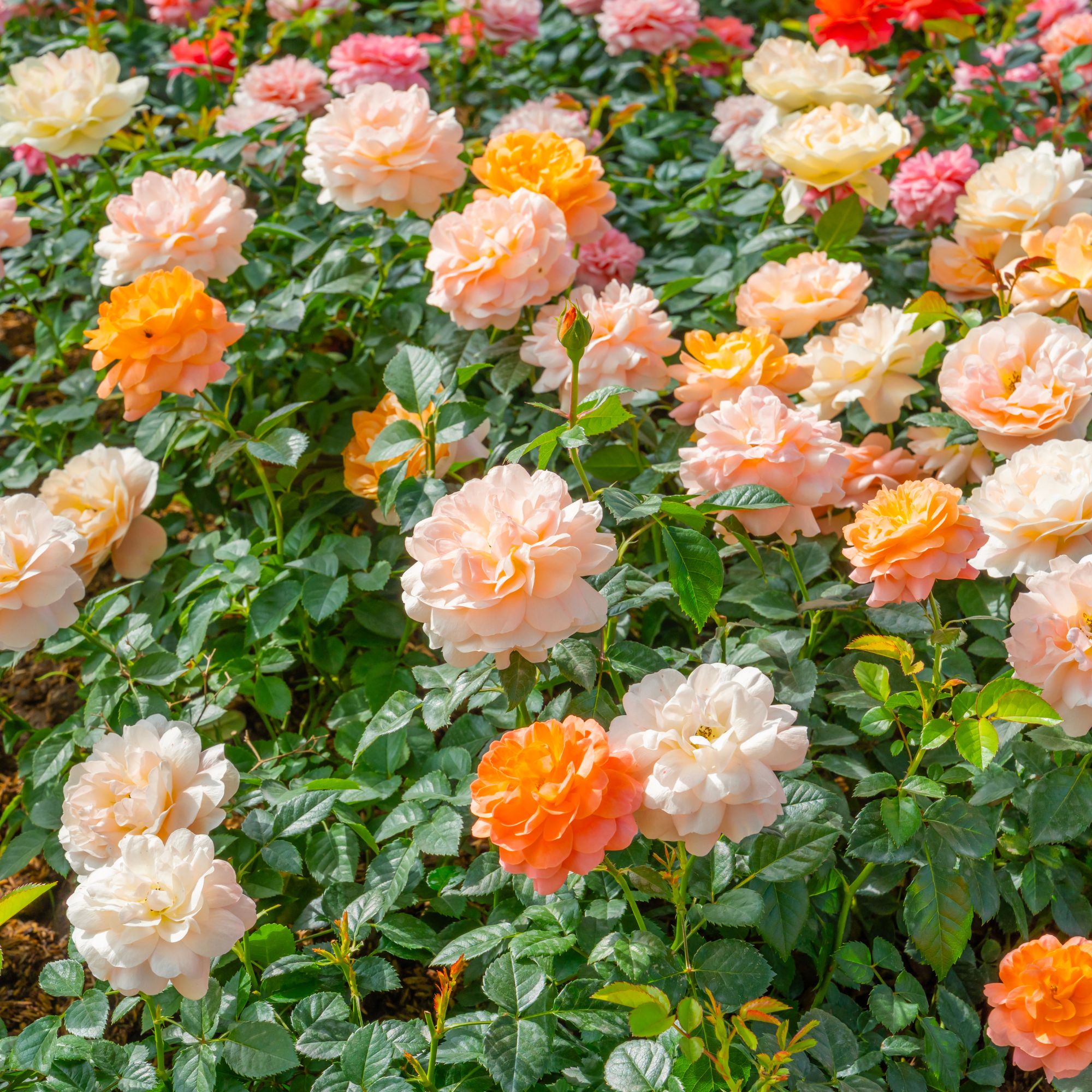 White groundcover roses