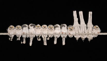 This line-up of white-crested helmetshrikes in South Africa, captured by the UK's Gary Collyer, is the Bronze winner in the Comedy Bird Photo category of the Bird Photographer of the Year