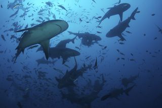 sharks, shark week, endangered species