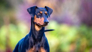 German Pinscher