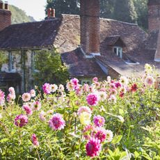 Father and son gardening in sunny flower garden - growing dahlias