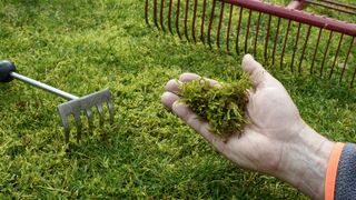 Moss in the lawn with garden rake in the background