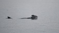 Tahlequah, or J35, carrying her dead calf in Puget Sound on Jan. 1.