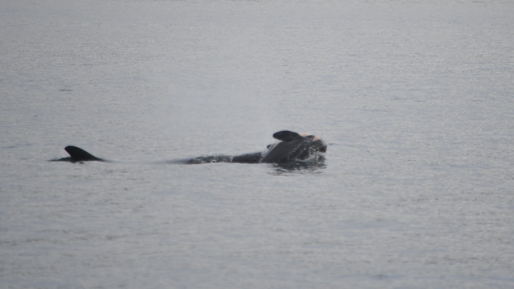 Grieving orca mom carries dead calf around on her head for a 2nd time