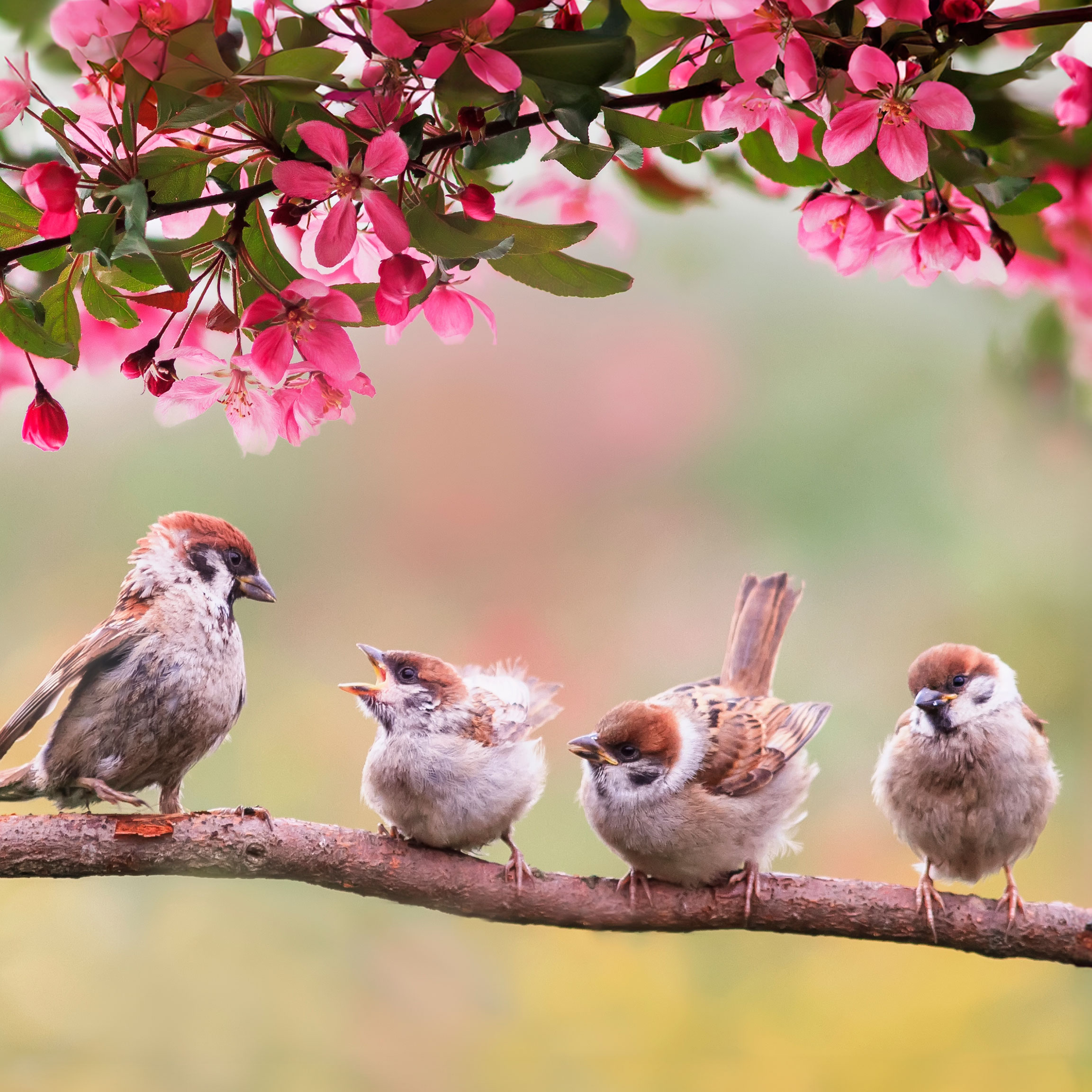 sparrows sitting on waiting branch surrounded by pink flowers