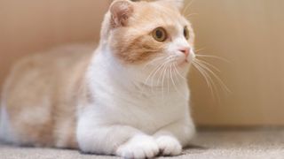 Brown and white munchkin cat