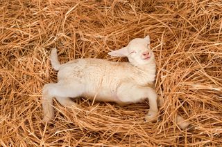 lamb sleeping in hay