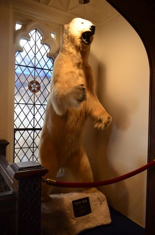This taxidermied polar bear was given to the Explorers Club by explorer Rudy Valentino