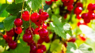 Redcurrants on the vine