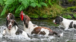a group of English springer spaniels in the water