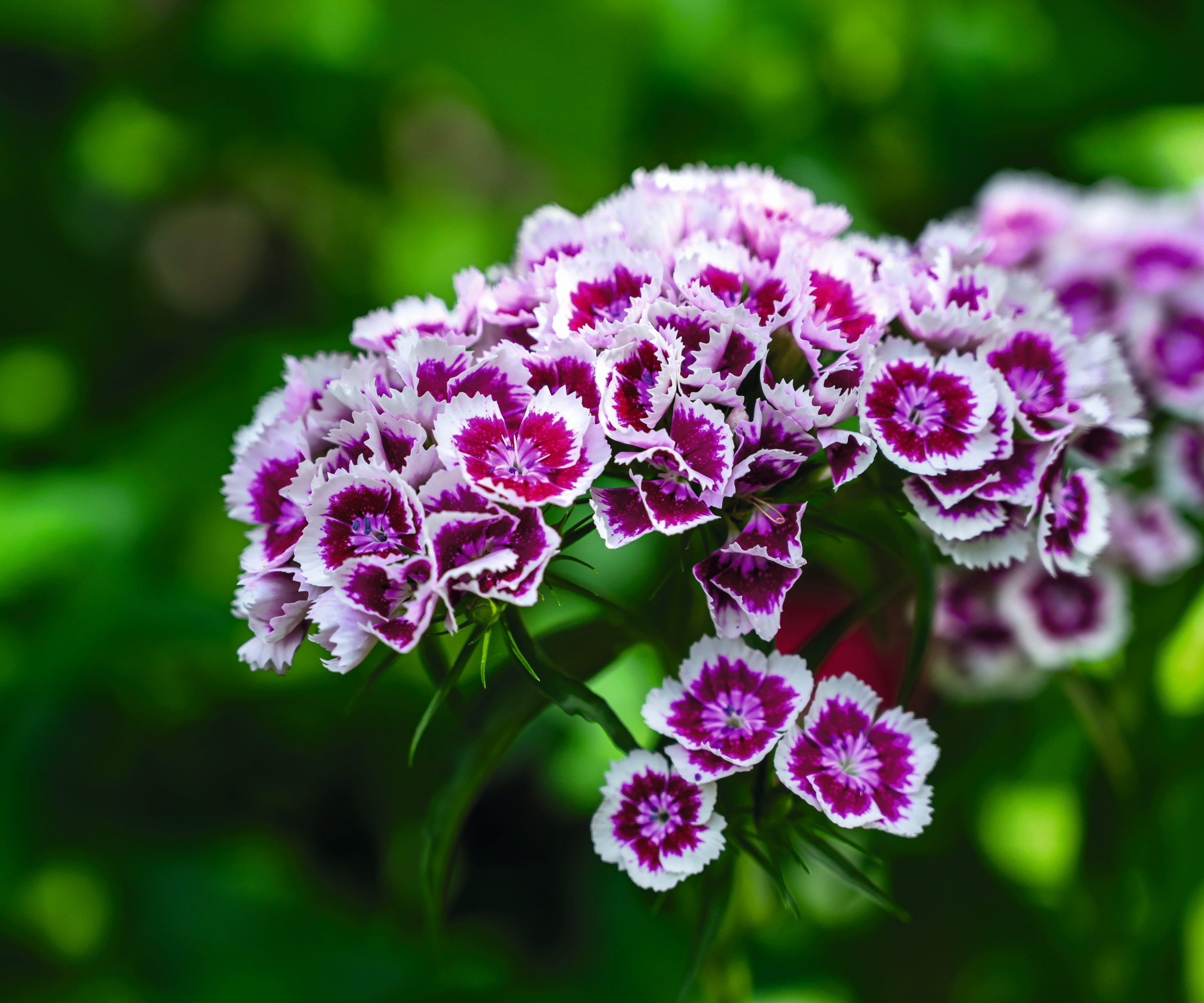 Purple and white Sweet William flowers up close