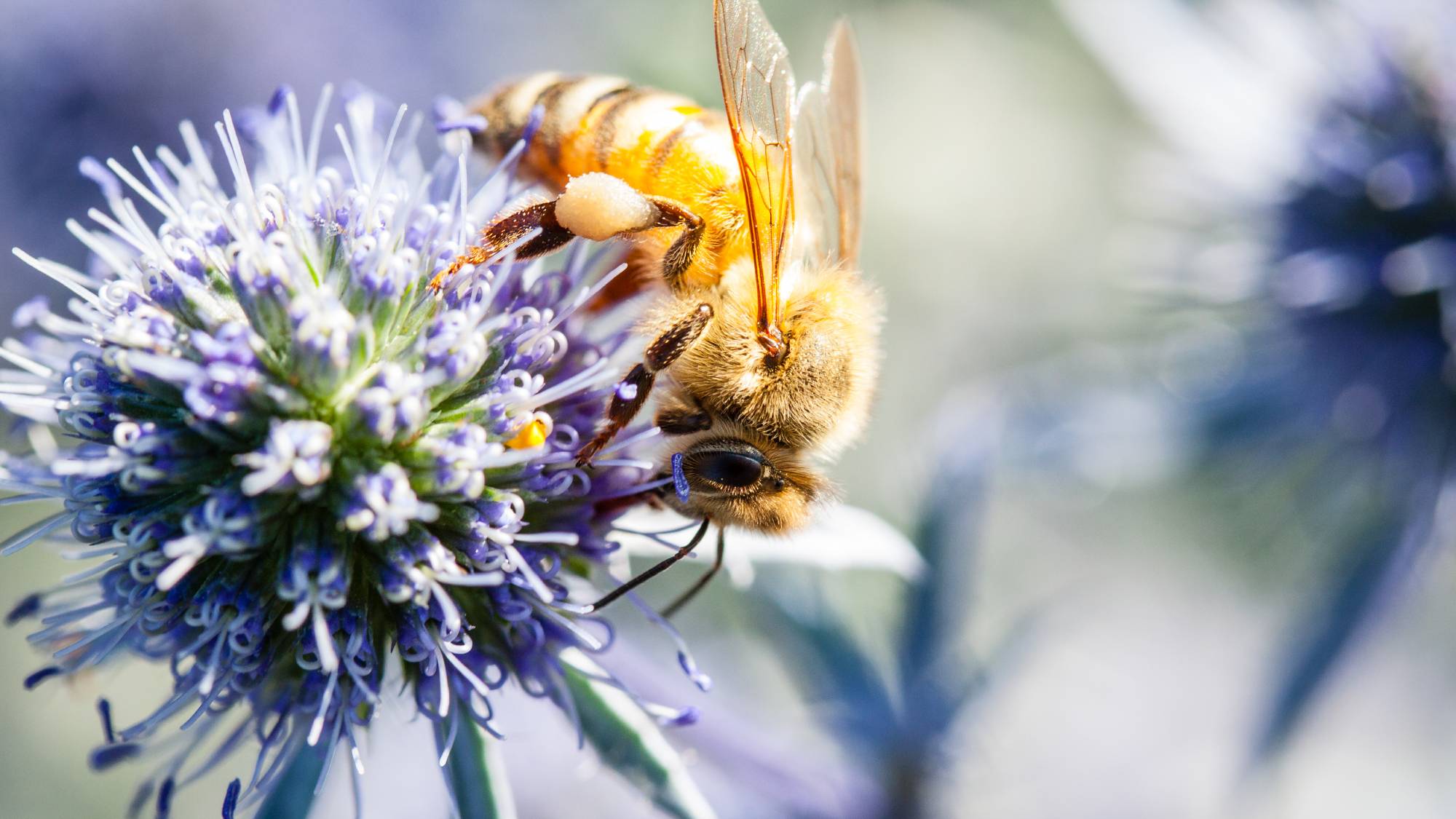 Close up of a honey bee on a blue thistle flower