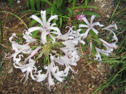White Nerine Lily Bulbs