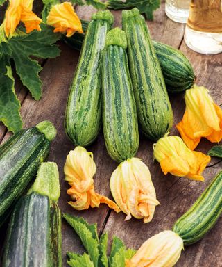 Courcourzelle courgettes freshly harvested with edible flowers still attached