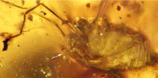 A harvestman, or daddy longlegs, was preserved for 99 million years, with an erect penis.