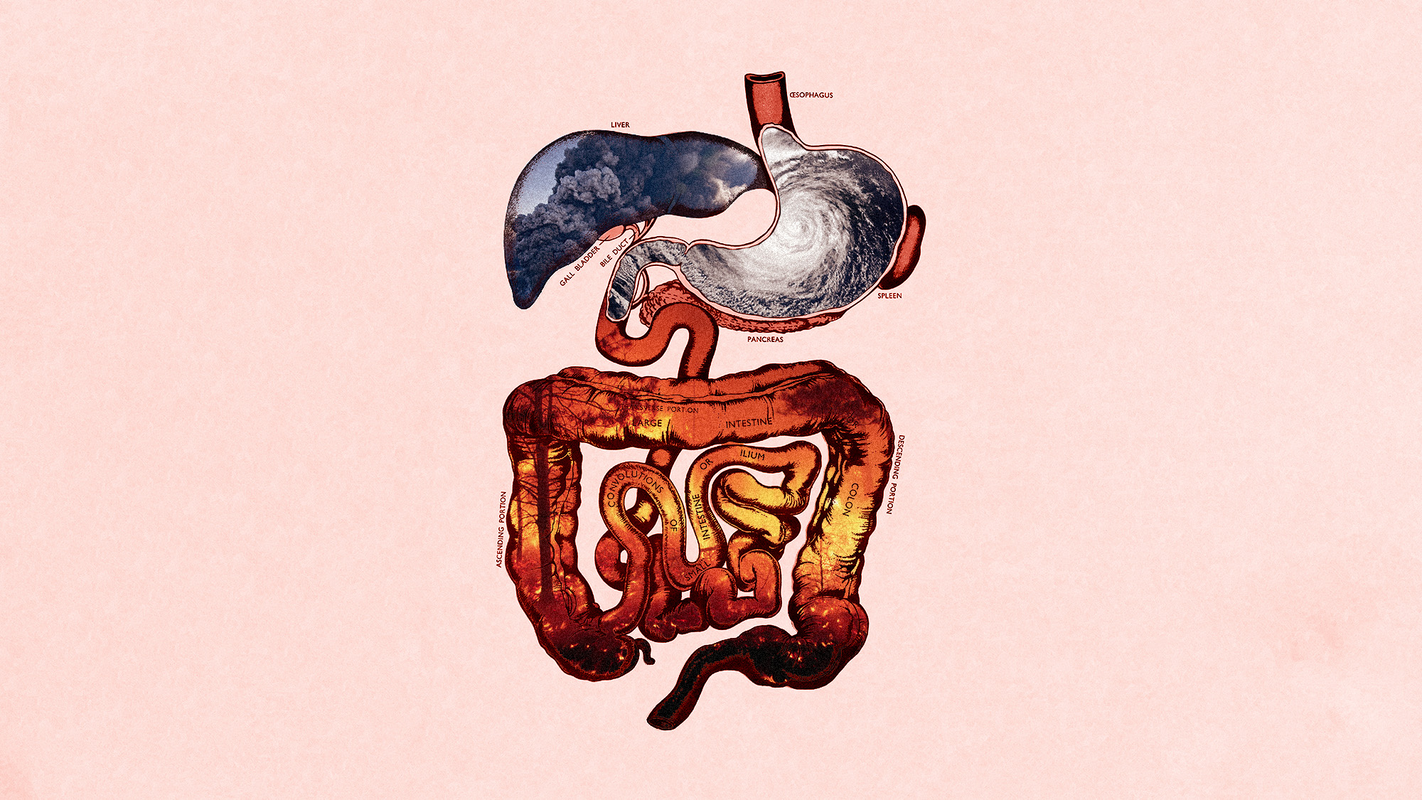 Illustrative collage of the digestive tract overlaid with photos of extreme weather