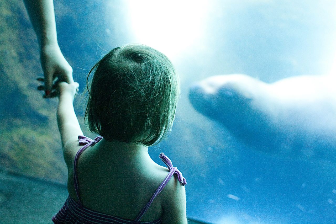 A young girl on a family day out in the South West watching a seal