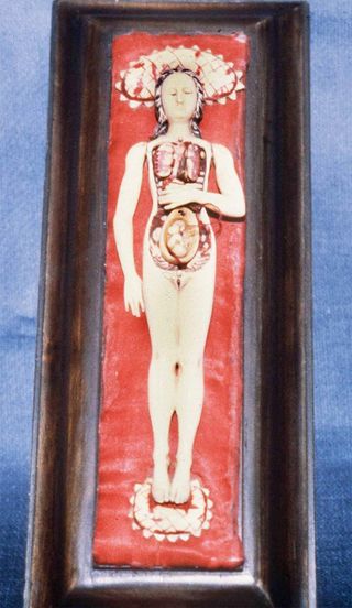 anatomical manakins of ivory