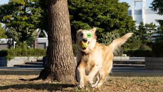 Xperia Eye tracking virker også på din hund