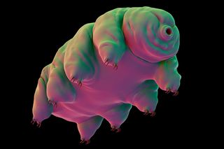 Water bears - tardigrades