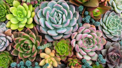 colorful succulents from above