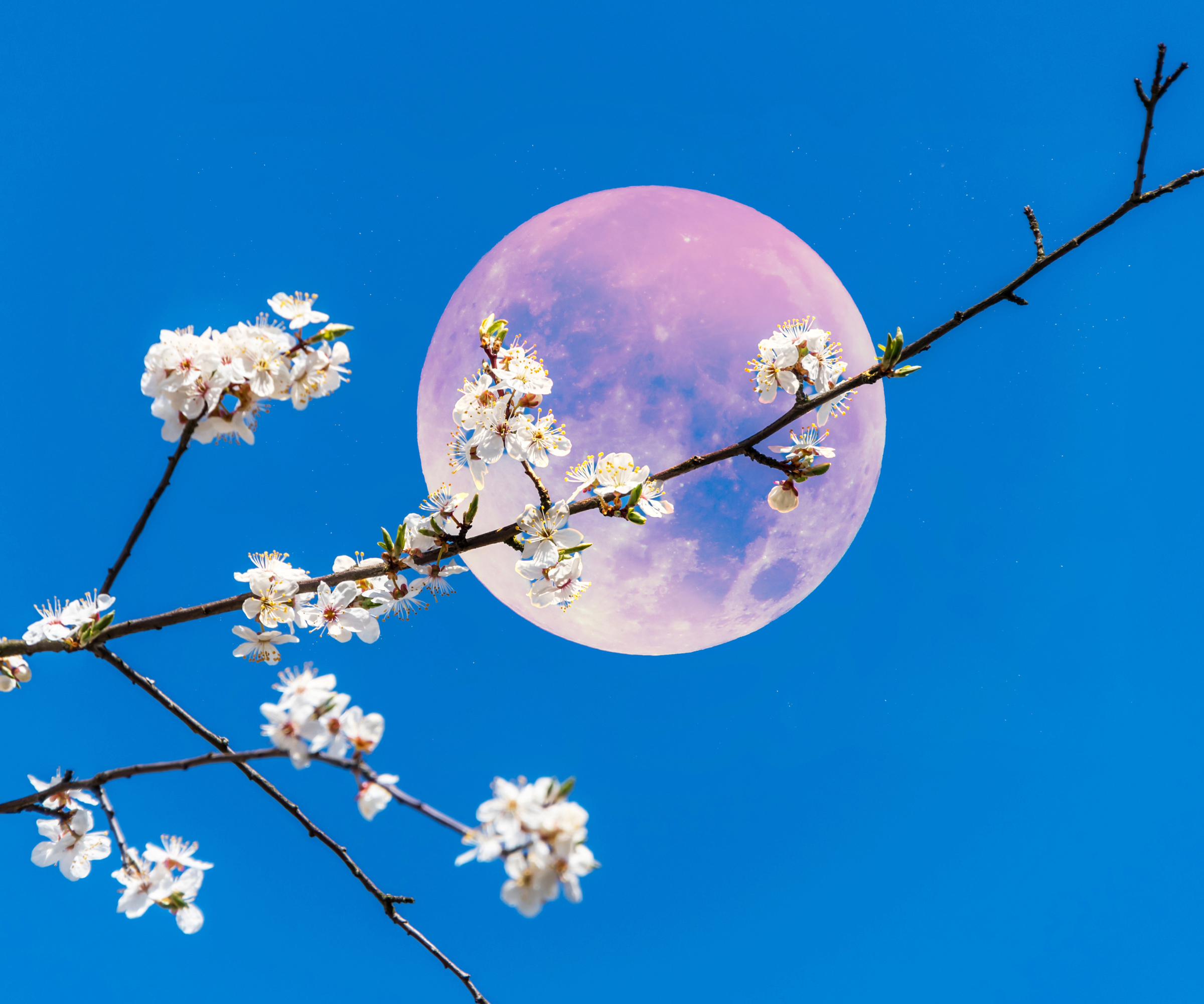 Pink Spring Fruit Tree Blossoms with Pink Full Moon