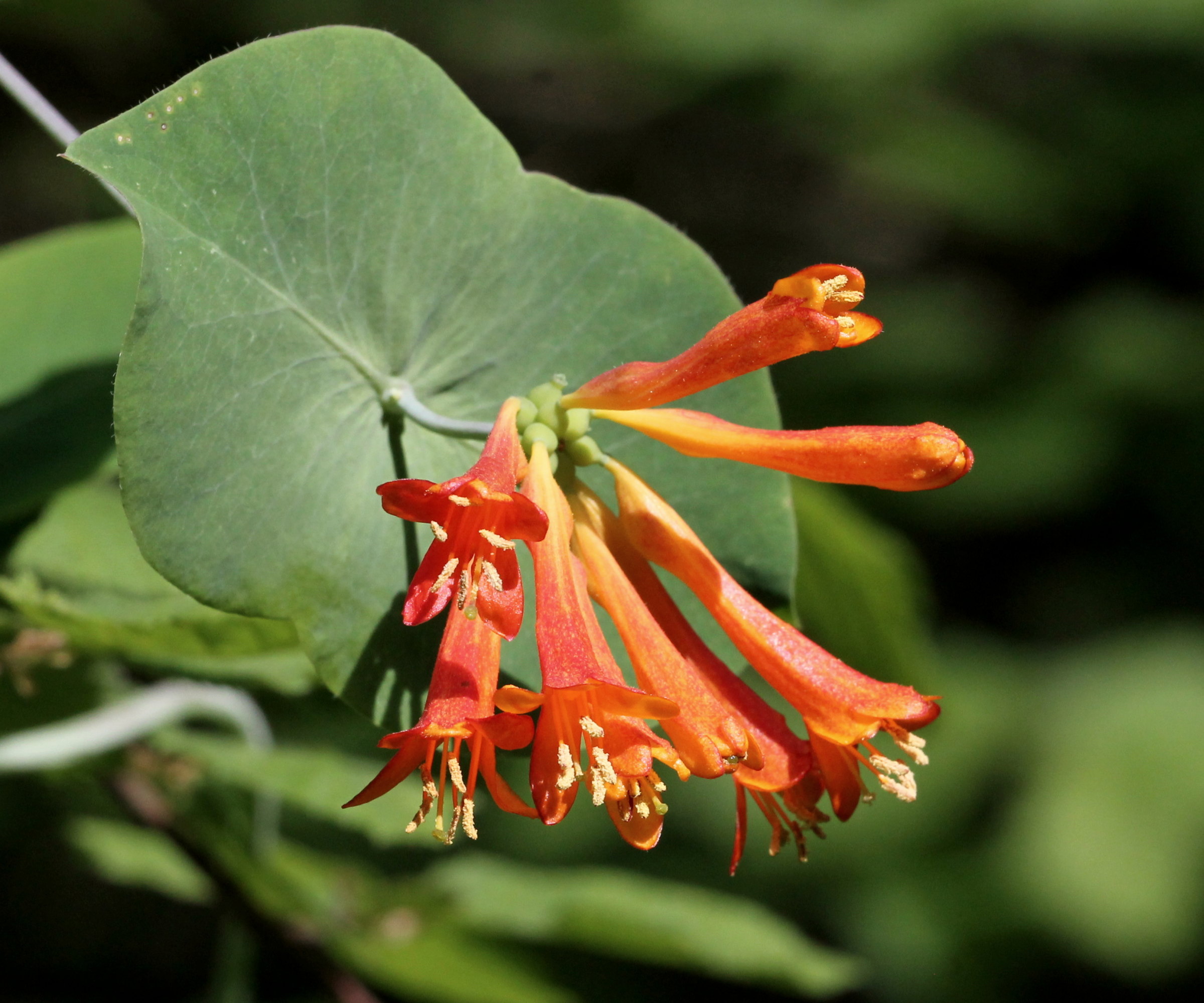 The large trumpet-shaped blooms of an Orange Honeysuckle with a showy green bract behind