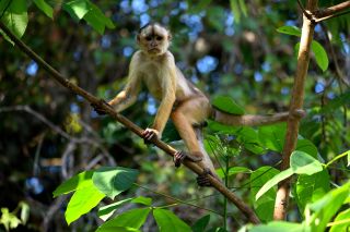 Capuchin in Amazon