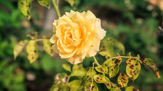 yellow rose bush impacted by black spot disease