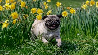 pug running through some daffodils