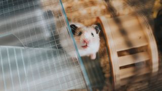 White and brown hamster peering up through hamster cage