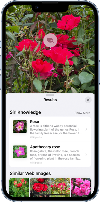 An iPhone screen display showing the visual look up feature searching a picture of a rose