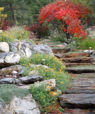 A fall garden with rocks