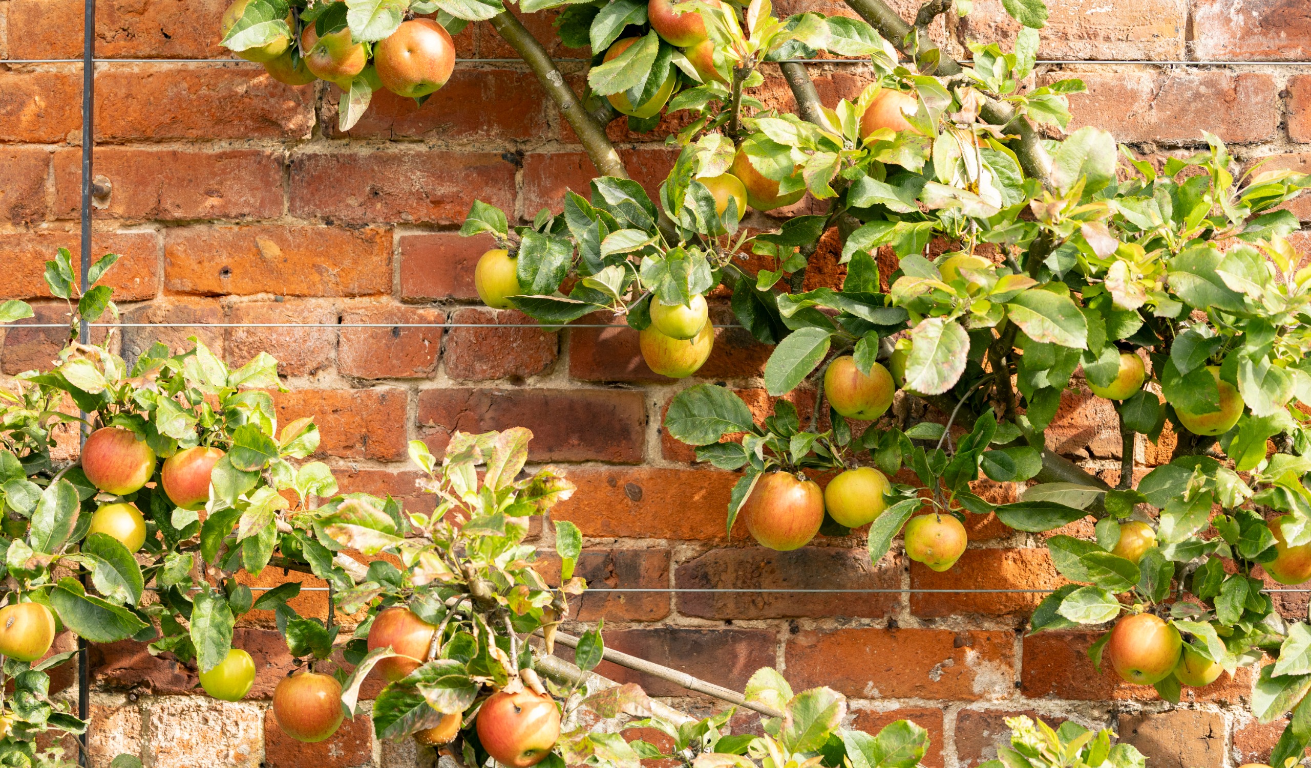 Fresh and fat apples cling to a tree branch with a red-brick wall behind