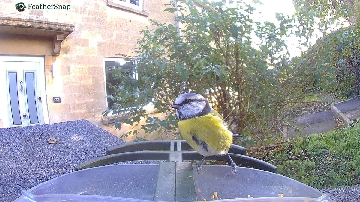 Sample images from the FeatherSnap Scout bird feeder