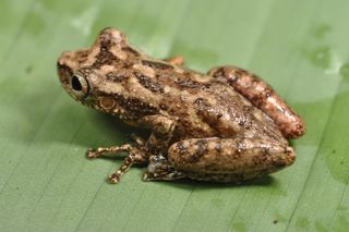 Snouted Tree Frog