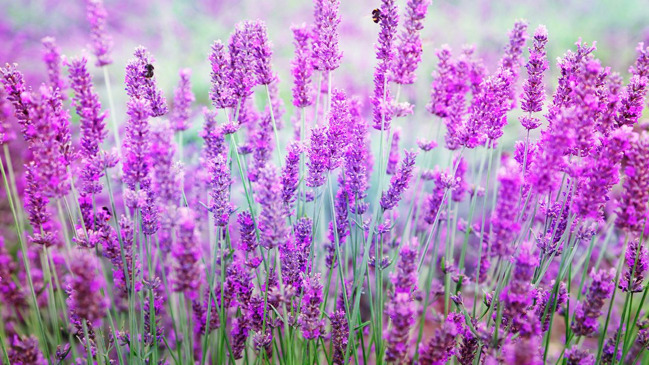 Purple heads of lavender in the sunshine