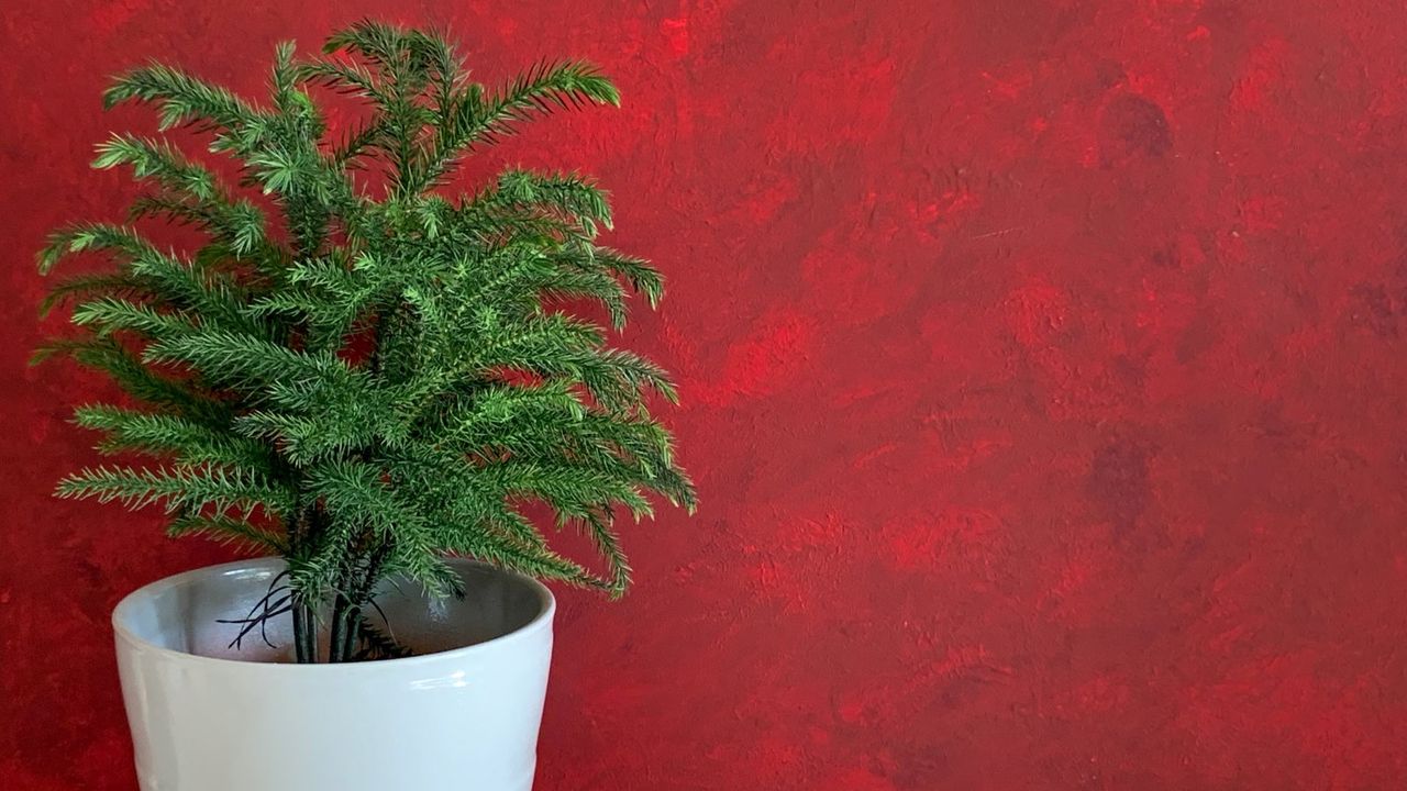 Potted Norfolk Island pine against a red background