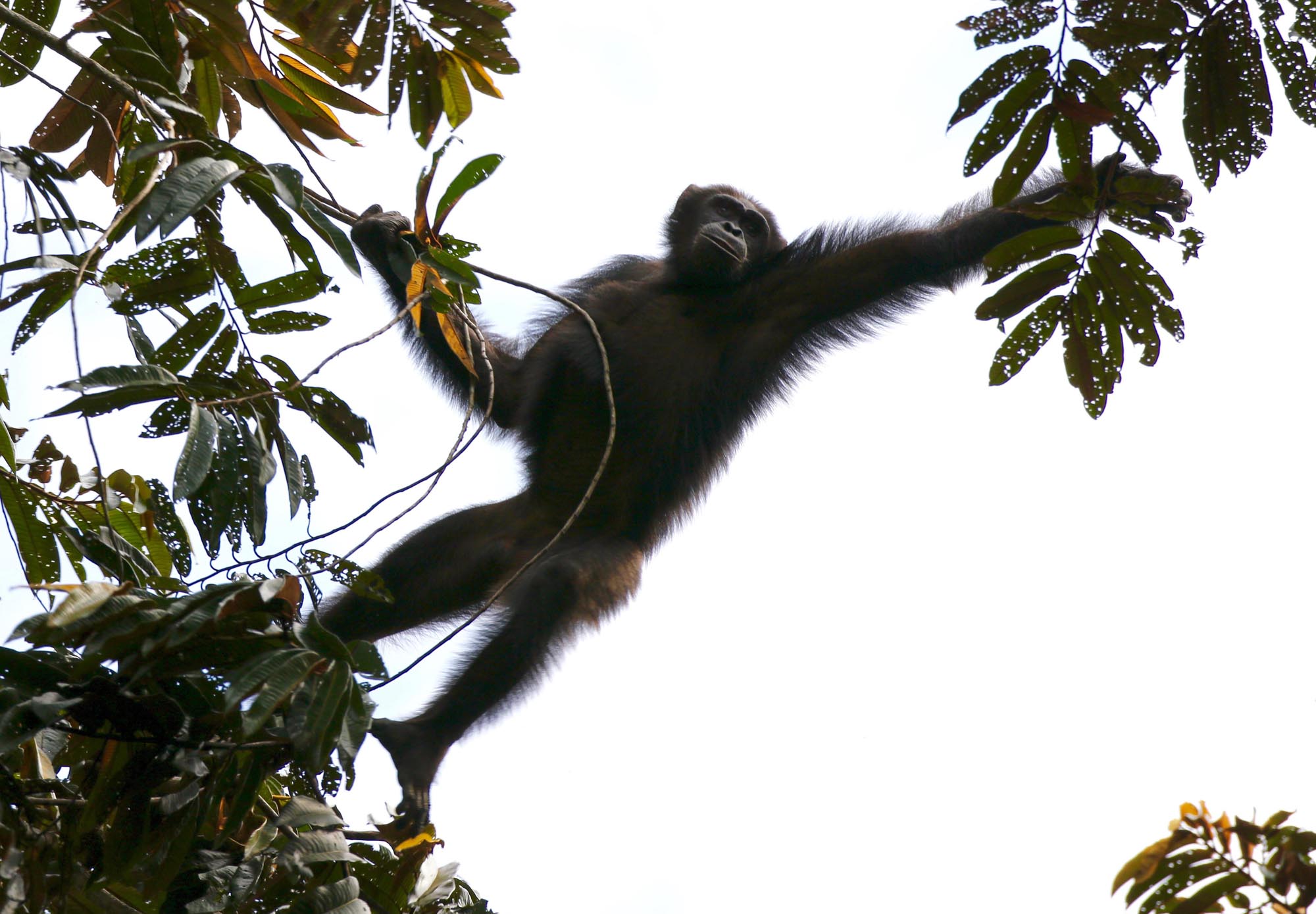 Photos: See Gorillas and Chimpanzees Swinging from Trees | Live Science