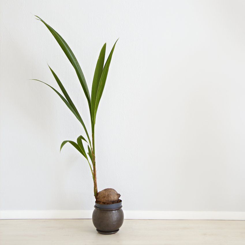 Coconut Palm Indoor Growing Guide: Expert Care Instructions | Gardening ...