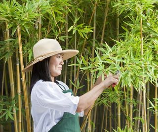 Bamboo cutting