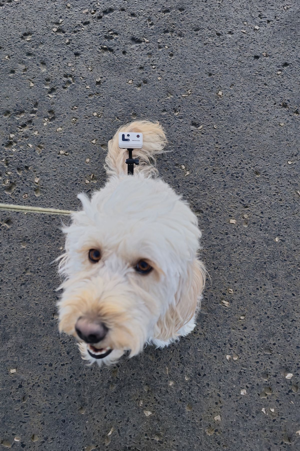 Enabot ROLA Pet Tracker review