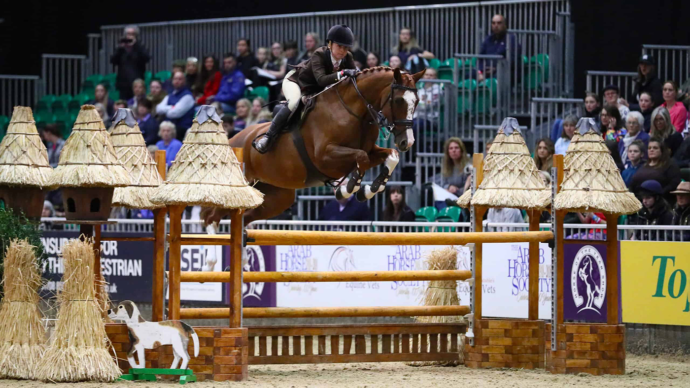 HOYS intermediate working hunter pony