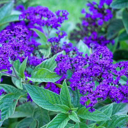 heliotrope plant with rich deep purple blossoms