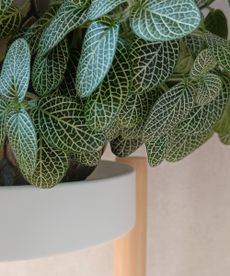 Fittonia drooping