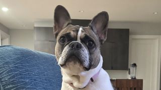 Jelly Bean the french bulldog